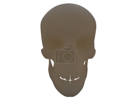 Photo for Skull isolated on white background - Royalty Free Image