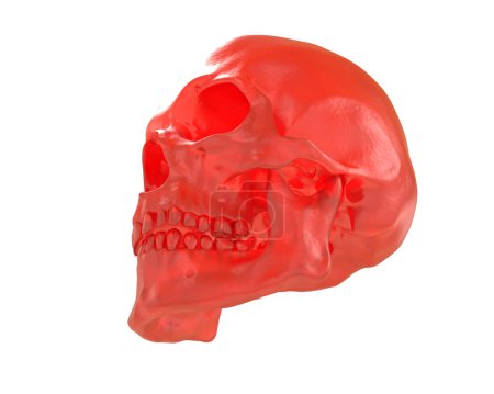 Foto de Cráneo aislado sobre fondo blanco - Imagen libre de derechos