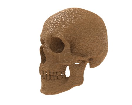 Téléchargez les photos : Crâne isolé sur fond blanc - en image libre de droit
