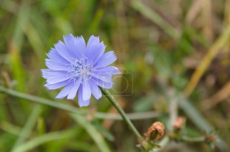 Photo for Common chicory is a somewhat woody, perennial herbaceous plant of the daisy family Asteraceae, usually with bright blue flowers, rarely white or pink. - Royalty Free Image