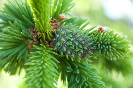 Photo for Pineapple pseudocone galls on Norway spruce is created by Sacchiphantes viridis in complicated development cycle. - Royalty Free Image