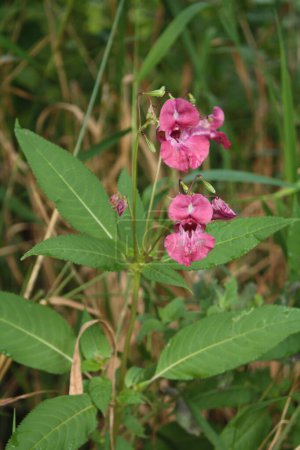 Photo for Himalayan balsam is a large annual plant native to the Himalayas. Via human introduction it is now present across much of the Northern Hemisphere and is considered an invasive species in many areas. - Royalty Free Image