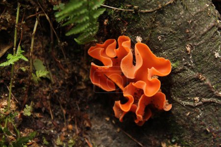 Téléchargez les photos : Le champignon de la peau d'orange est un champignon ascomycète répandu dans l'ordre des Pezizales. Les ascocarpes orange brillant en forme de coupe ressemblent souvent à des écorces d'orange éparpillées sur le sol. - en image libre de droit