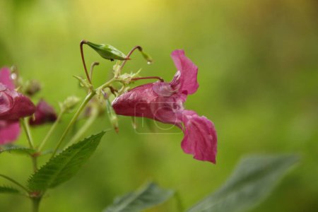 Photo for Himalayan balsam is a large annual plant native to the Himalayas. Via human introduction it is now present across much of the Northern Hemisphere and is considered an invasive species in many areas. - Royalty Free Image
