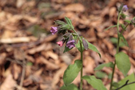 Photo for Unspotted lungwort is a plant of the family Boraginaceae - Royalty Free Image