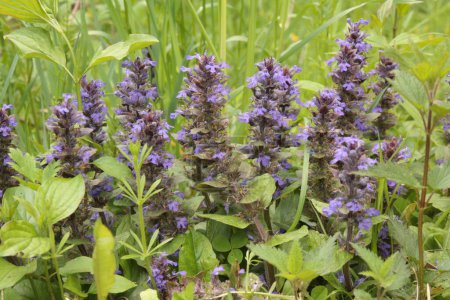 Photo for Ajuga reptans is commonly known as bugle, blue bugle, bugleherb, bugleweed, carpetweed, carpet bugleweed, and common bugle, and traditionally but less commonly as St. Lawrence plant. - Royalty Free Image