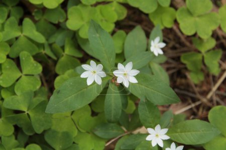 This chickweed-wintergreen is blossoming in the forest of poland