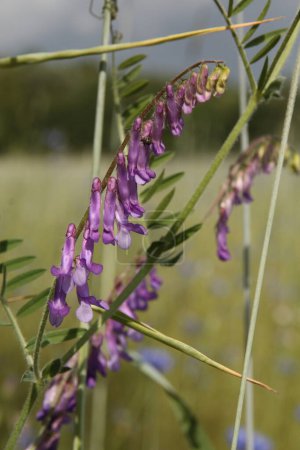 Photo for Tufted vetch is a herb plant in the family Fabaceae - Royalty Free Image