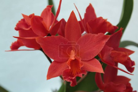 Téléchargez les photos : Rhyncattleanthe Shinfong Dawn est un hybride d'orchidées originaire de W-C.Hung en 2001. C'est une croix de C. Koolau Seagulls x Rth. Passion d'amour. - en image libre de droit