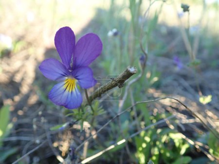 Foto de Viola tricolor planta de la familia Violaceae. - Imagen libre de derechos