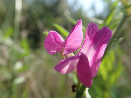Téléchargez les photos : Plante à vesce commune de la famille des Fabaceae. - en image libre de droit