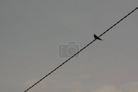 Téléchargez les photos : Hirundo rustica, oiseau européen signe du printemps - en image libre de droit