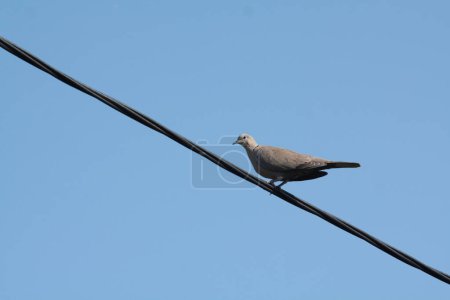 Photo for Streptopelia decaocto is a european bird - Royalty Free Image