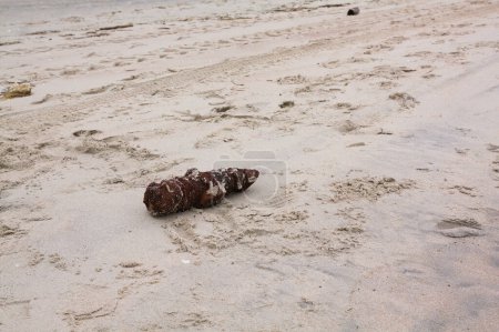 Foto de Un error en una playa báltica encontrado después de una tormenta, cerca de Katy Rybackie y Gdansk, invierno 2022. - Imagen libre de derechos