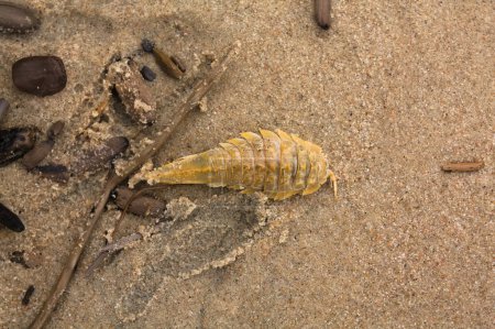 Téléchargez les photos : Saduria entomon est un crustacé isopode benthique de la famille des Chaetiliidae.. - en image libre de droit
