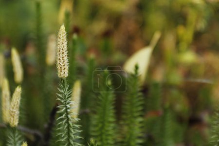 Photo for Interrupted club-moss is a species of Lycopodiopsida. - Royalty Free Image