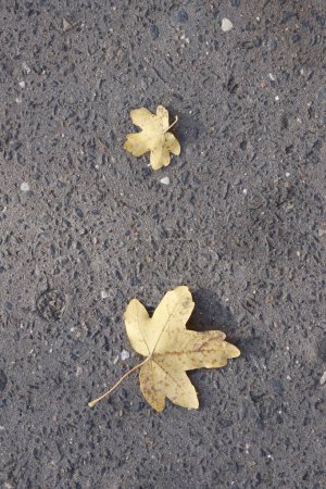 Photo for Autumn leafs on the asphalt in November - Royalty Free Image