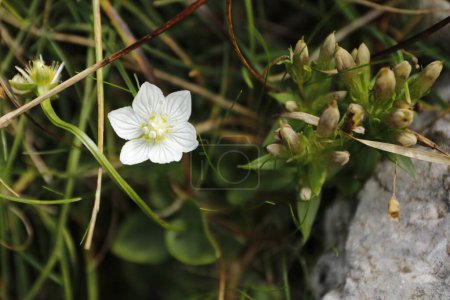 Téléchargez les photos : L'herbe des marais de Parnassus est une plante à fleurs de la famille des Celastraceae.. - en image libre de droit