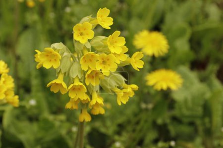 Photo for Cowslip primrose  is a plant in the primrose family Primulaceae. Cowslip is common for almost whole europe. - Royalty Free Image