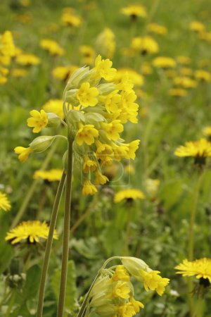 Photo for Cowslip primrose  is a plant in the primrose family Primulaceae. Cowslip is common for almost whole europe. - Royalty Free Image