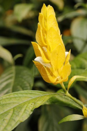 Foto de Lollipop planta es nativa de Perú, Esta planta es de la familia de Acanthaceae. - Imagen libre de derechos