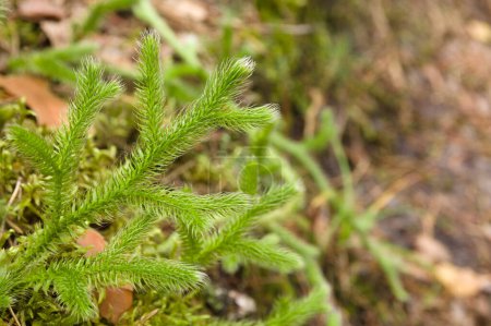 Photo for Common club moss is a species in the genus Lycopodium. Lycopodium clavatum is widespread around the world. - Royalty Free Image