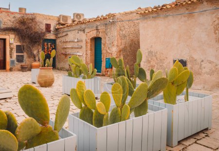 Marzameni, Sicilia, Italia - 16 de marzo de 2022: Plantas suculentas ornamentales en la plaza principal del antiguo pueblo pesquero siciliano