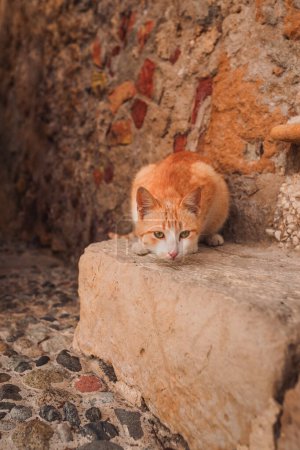 Photo for Marzameni, Sicily, Italy - 16 March 2022: Portrait of orange cat in ancient Sicilian village - Royalty Free Image