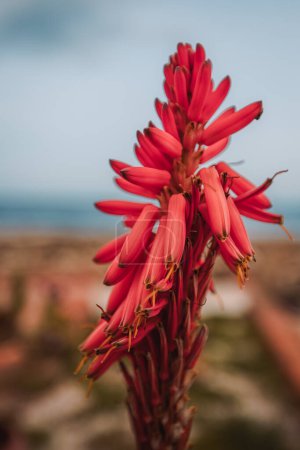 Marzameni, Sicilia, Italia - 16 de marzo de 2022: Brotes de plantas de color rojo en la antigua aldea siciliana