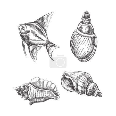 Illustration for Seashells,  tropical fish vector set. Hand drawn sketch illustration. Collection of realistic sketches of various molluscs sea shells of various shapes isolated on white background. - Royalty Free Image