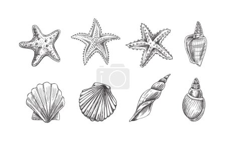 Illustration for Seashells,  marine Starfish, scallop seashell vector set. Hand drawn sketch illustration. Collection of realistic sketches of various  ocean creatures  isolated on white background. - Royalty Free Image