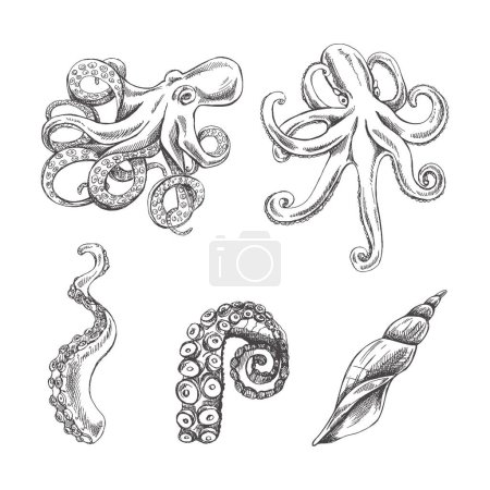 Pulpos, conjunto de vectores de tentáculos de pulpo. Ilustración dibujada a mano. Colección de criaturas marinas realistas aisladas sobre fondo blanco.