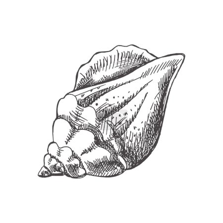 Illustration for Hand drawn sketch of seashell, clam, conch. Scallop sea shell, sketch style vector illustration isolated on white background. - Royalty Free Image