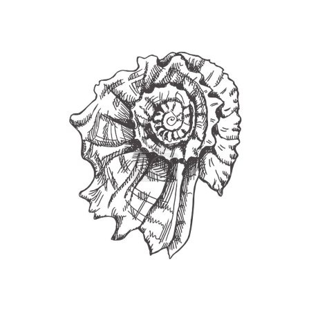 Ilustración de Hand drawn sketch of  prehistoric ammonite, seashell. Sketch style vector illustration isolated on white background. - Imagen libre de derechos