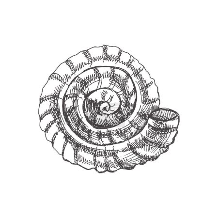 Ilustración de Hand drawn sketch of  prehistoric ammonite, seashell. Sketch style vector illustration isolated on white background. - Imagen libre de derechos