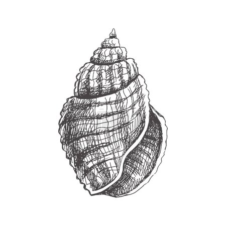 Illustration for Hand drawn sketch of seashell, clam, conch. Scallop sea shell, sketch style vector illustration isolated on white background. - Royalty Free Image