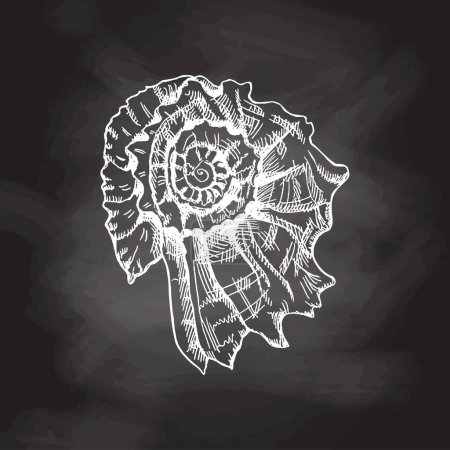 Ilustración de Hand drawn white sketch of  prehistoric ammonite, seashell. Sketch style vector illustration isolated on chalkboard  background. - Imagen libre de derechos
