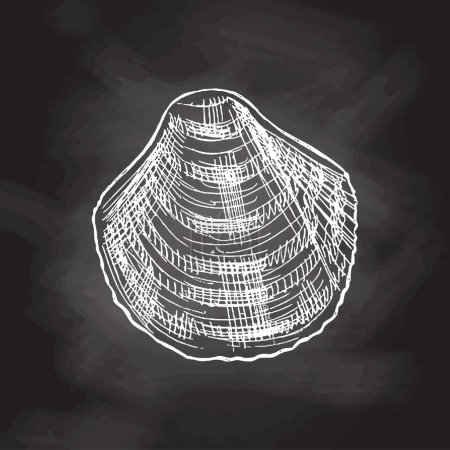 Illustration for Hand drawn white sketch of seashell, clam, conch. Scallop sea shell, sketch style vector illustration isolated on chalkboard  background. - Royalty Free Image