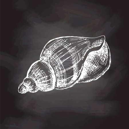 Illustration for Hand drawn sketch of seashell, clam, conch. Scallop sea shell, sketch style vector illustration isolated on chalkboard background. - Royalty Free Image