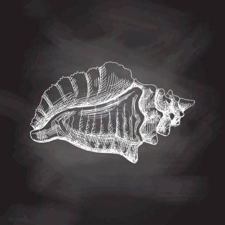 Illustration for Hand drawn sketch of seashell, clam, conch. Scallop sea shell, sketch style vector illustration isolated on chalkboard background. - Royalty Free Image