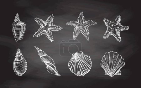 Illustration for Seashells,  marine Starfish, scallop seashell vector set. Hand drawn white  sketch illustration. Collection of realistic sketches of various  ocean creatures  isolated on chalkboard  background. - Royalty Free Image