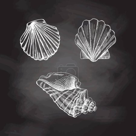 Illustration for Seashells,  scallop seashell vector set. Hand drawn white sketch illustration. Collection of realistic sketches of various  ocean creatures  isolated on chalkboard background. - Royalty Free Image