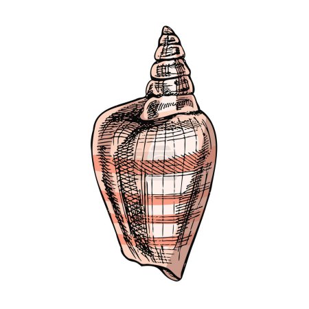 Illustration for Hand drawn colored sketch of seashell, clam, conch. Scallop sea shell, sketch style vector illustration isolated on white background. - Royalty Free Image
