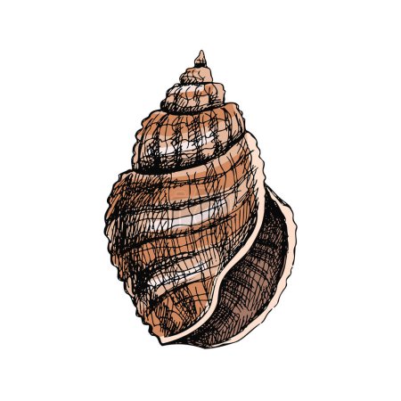 Illustration for Hand drawn colored sketch of seashell, clam, conch. Scallop sea shell, sketch style vector illustration isolated on white background. - Royalty Free Image