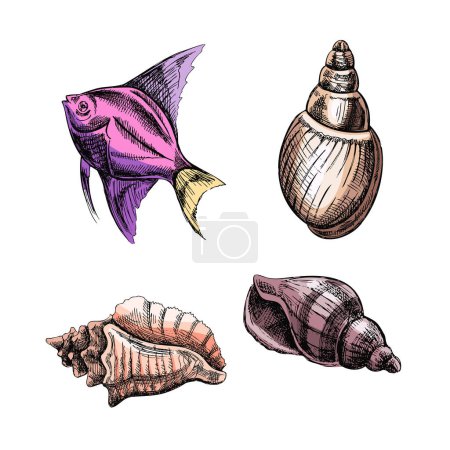 Illustration for Seashells,  tropical fish color vector set. Hand drawn sketch illustration. Collection of realistic sketches of various molluscs sea shells of various shapes isolated on white background. - Royalty Free Image