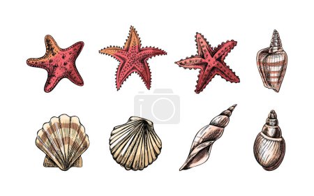 Illustration for Seashells,  marine Starfish, scallop  seashell color vector set. Hand drawn sketch illustration. Collection of realistic sketches of various  ocean creatures  isolated on white background. - Royalty Free Image
