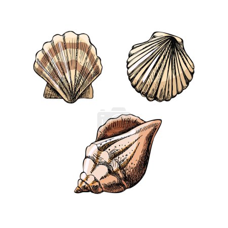 Illustration for Seashells,  scallop seashell color vector set. Hand drawn sketch illustration. Collection of realistic sketches of various  ocean creatures  isolated on white background. - Royalty Free Image