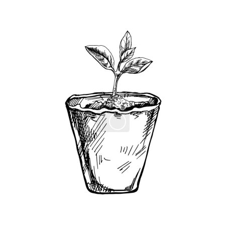 Illustration for Hand-drawn sketch of plant in biodegradable peat moss pot on white background. Eco concept. Doodle vector outline doodle icon. - Royalty Free Image
