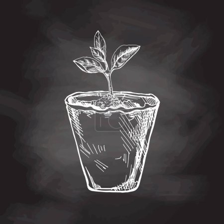 Illustration for Hand-drawn sketch of plant in biodegradable peat moss pot on chalkboard background. Eco concept. Doodle vector outline doodle icon. - Royalty Free Image
