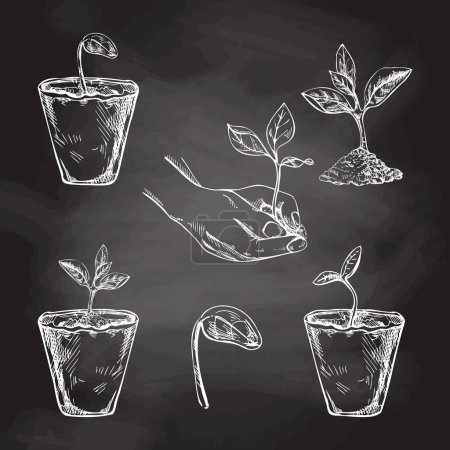 Illustration for Hand-drawn sketch of plants in biodegradable peat moss pots and tree sprout in hand on chalkboard background. Eco concept. Doodle vector outline doodle icon. - Royalty Free Image